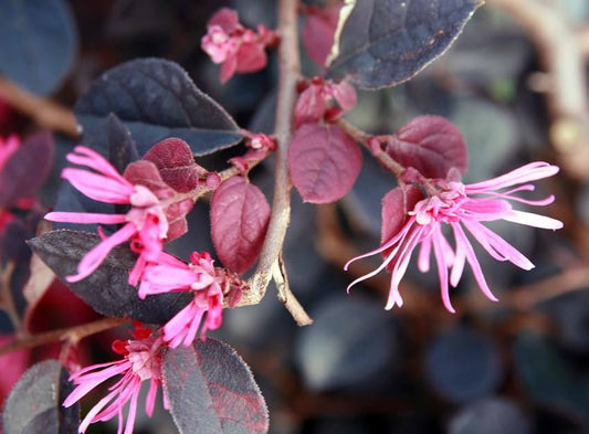 Loropetalum Plum Delight I Live Quart Size Plants I Chinese Fringe Flower I Eye|Catching Plum|Colored Foliage and Vibrant Pink Blooms, Perfect for Hedges and Decorative Plantings