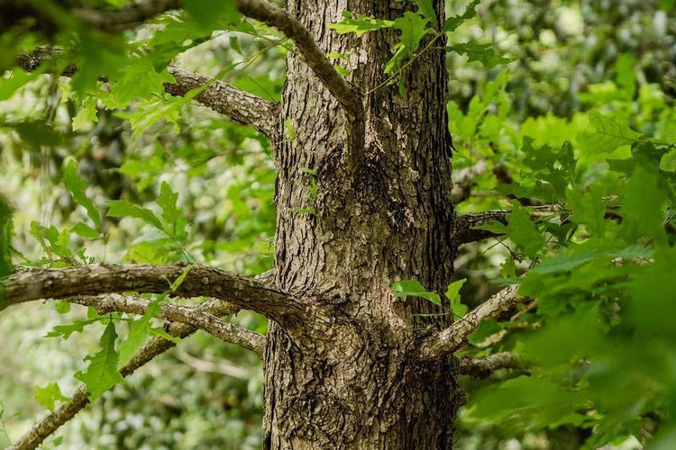 Overcup Oak Tree | Live Seedlings | Quercus Lyrata | Ideal for Landscaping & Shade | Long|Lasting & Resilient Plant