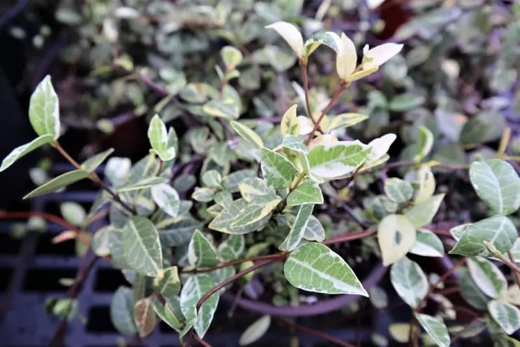 Jasmine Asiatic Variegated Plants | Live 4 Inch Pots | Trachelospermum Asiaticum 'Variegata' | Fragrant Ground Cover | Evergreen Vine