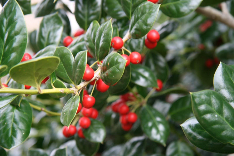 Ilex Nellie R. Stevens Holly | Live Quart Size Tree | Evergreen Privacy Shrub | Red Berries