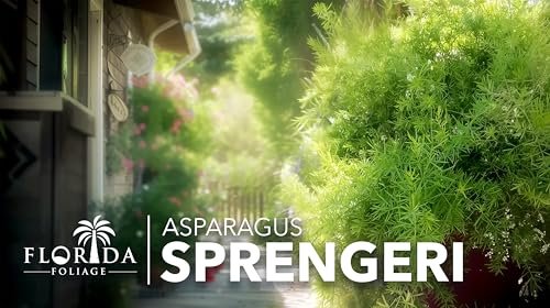 Fern Sprengeri | Live Plants | Asparagus Densiflorus | Evergreen Ornamental Fern | Lush Green Foliage for Hanging Baskets & Borders