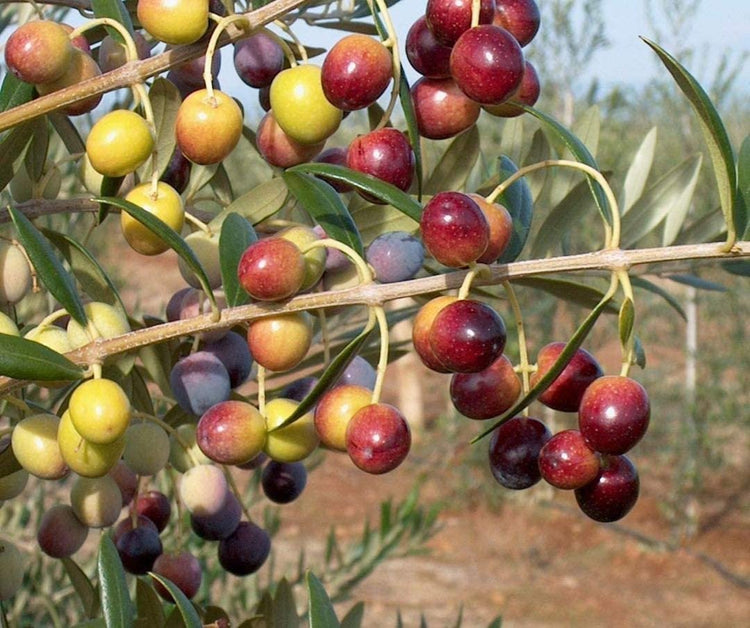 Arbequina Olive Tree | Live 4 Inch Pot | Grow Your Own Olives Indoors