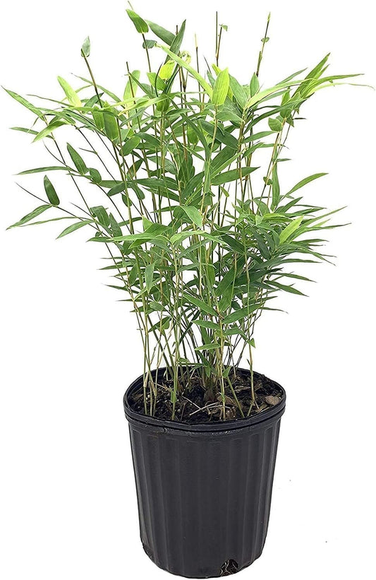 Green Hedge Bamboo | Live Plants | Non|Invasive Clumping Bamboo | Screening Privacy Hedge Bambusa Multiplex