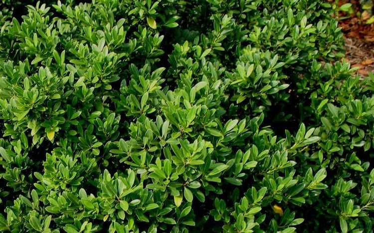 Hoogendoorn Holly Shrub I Live Plants I Ilex Crenata | Lustrous Evergreen for Hedging, Privacy Screens, and Decorative Accents