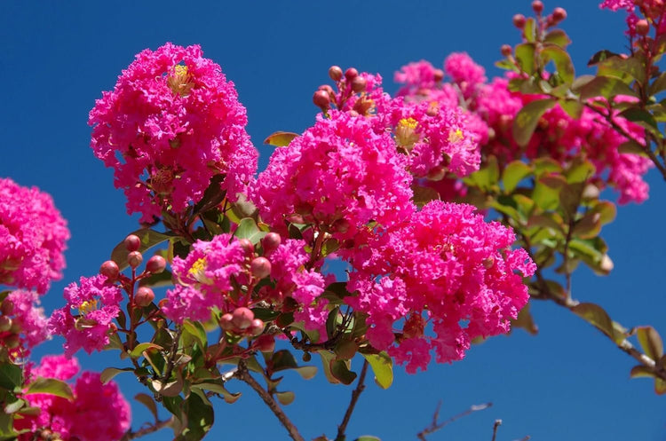 Crape Myrtle Tonto | Extra Large 3 Gallon Plants | Lagerstroemia 'Tonto' | Hardy Fuchsia Blooms | Compact Growth
