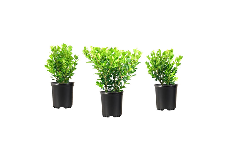 Wintergreen Boxwood | Live Quart Size Plants | Dense Evergreen Foliage, Cold|Hardy & Ideal for Year|Round Landscaping, Elegant Border & Hedge Plant, Live Shrub