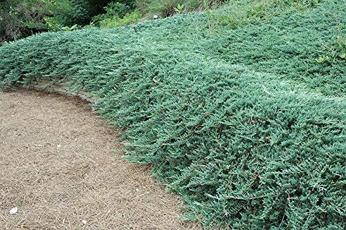 Juniper Bar Harbor | Live Gallon Size Plants | Juniperus Horizontalis | Drought Tolerant Cold Hardy Evergreen Groundcover