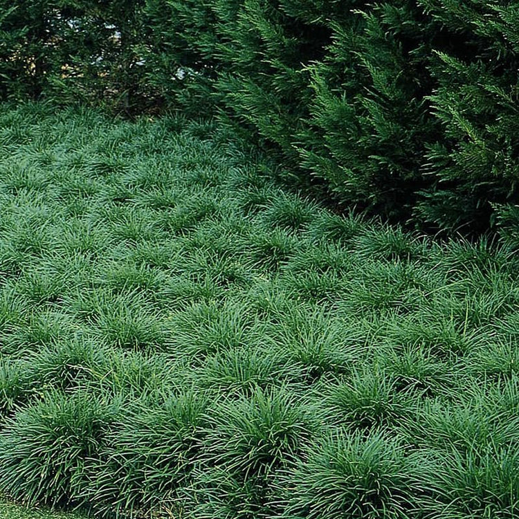 Mondo Grass I Large Gallon Size Plant I Ophiopogon Japonicus I Live Dense, Evergreen Ground Cover Plant, Ideal for Edging, Borders, and Ornamental Landscaping, Easy to Care