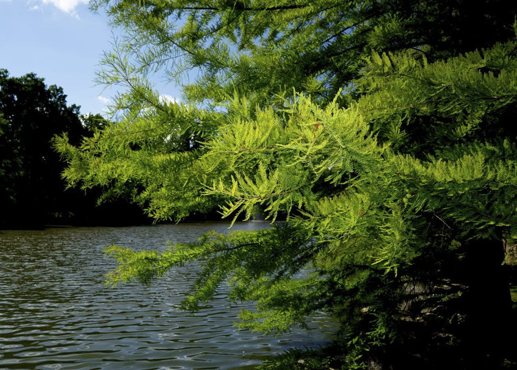 Bald Cypress | Live Trees | Taxodium Distichum | Fast Growing Shade Tree Wet Tolerant