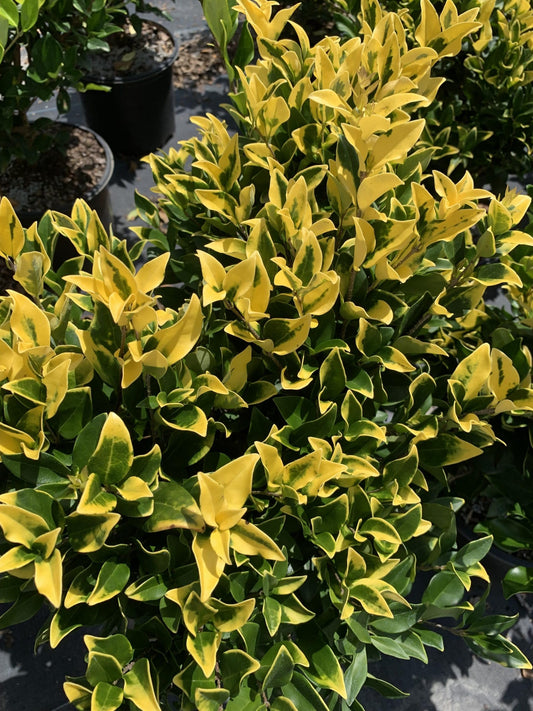 Ligustrum Howardi | Large 3 Gallon Size Plant | Ligustrum Lucidum 'Howardii' | Lush Evergreen Shrub | Perfect for Landscaping & Privacy Screens