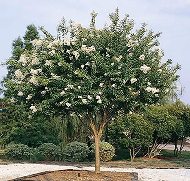 Crape Myrtle Natchez | Live Plants | Lagerstroemia Indica | Beautiful Low Maintenance White Blooming Flowering Tree