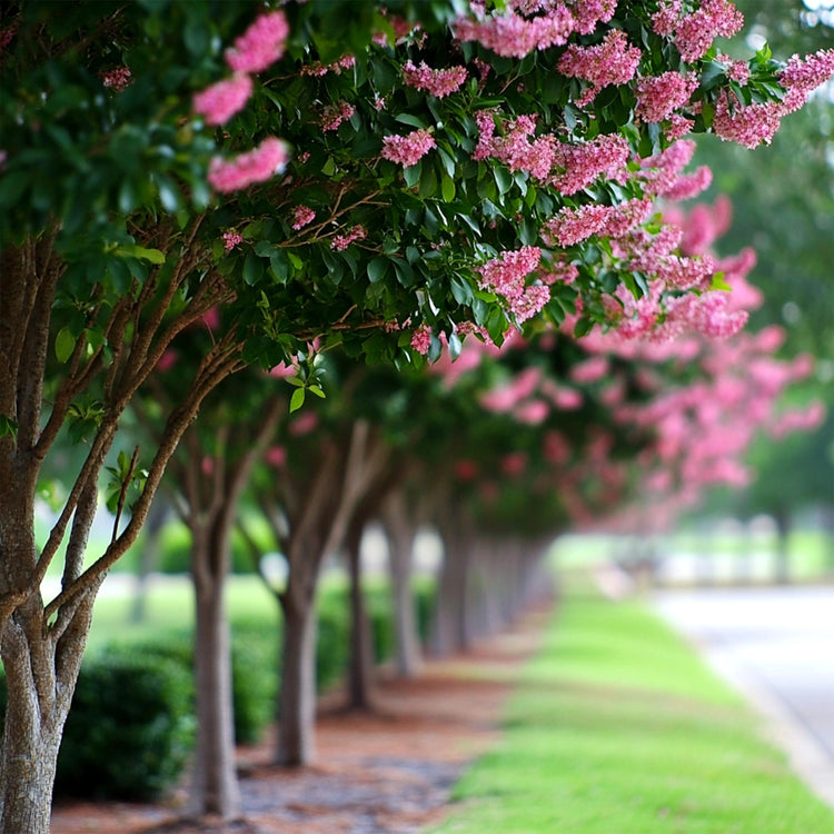 Crape Myrtle Muskogee | Extra Large 3 Gallon Plants | Lagerstroemia Indica | Beautiful Low Maintenance Lavender Blooming Tree