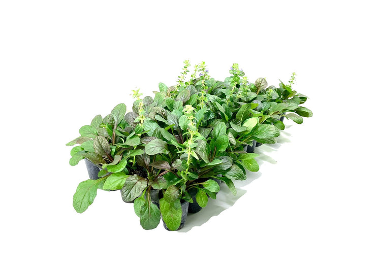 Ajuga Reptans Bronze Beauty | Live Plants | Carpet Bugle | Cold Hardy Shade Tolerant Low Maintenance Groundcover