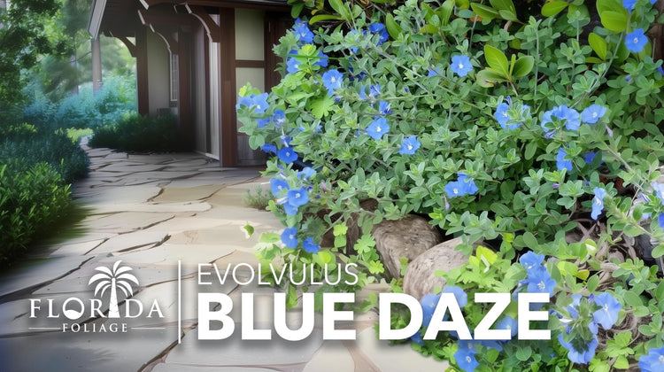 Blue Daze | Live Plants | Evolvulus glomeratus | Heat Tolerant Ground Cover | Year|Round Flowering Plant for Gardens & Landscapes
