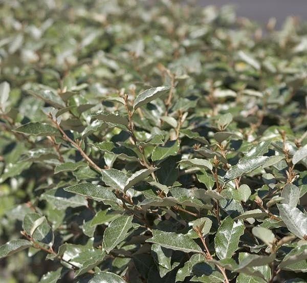 Elaeagnus Pungens I Large Gallon Size Plants I Thorny Olive I Hardy Evergreen Shrub with Fragrant Blooms, Perfect for Hedges, Screening & Ornamental Garden Display