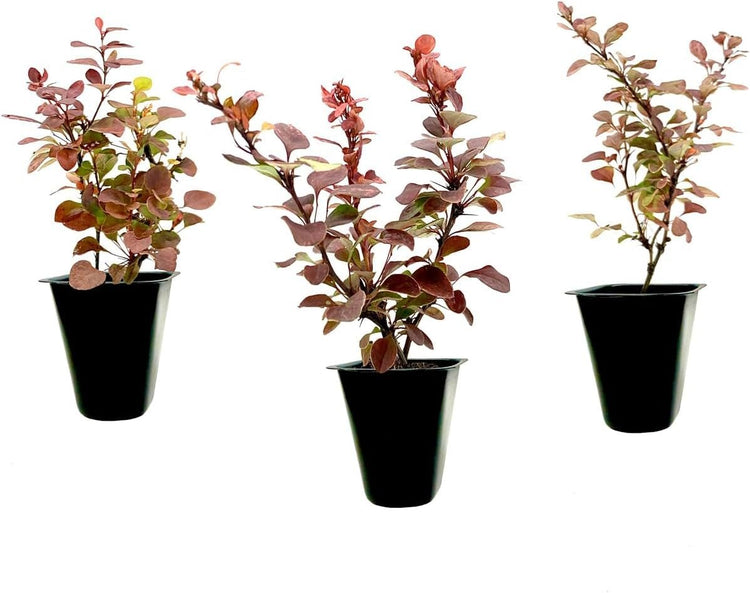 Barberry Rosy Glow | Live Plants | Vibrant Dual|Toned Foliage, Ideal for Landscaping & Hedging, Hardy & Drought|Tolerant, Live Decorative Shrub Plant