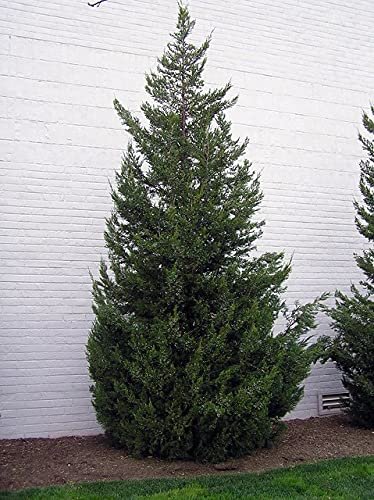 Robusta Green Juniper | Live Gallon Size Tree | Juniperus Chinensis | Drought Tolerant Cold Hardy Evergreen Screening Plant