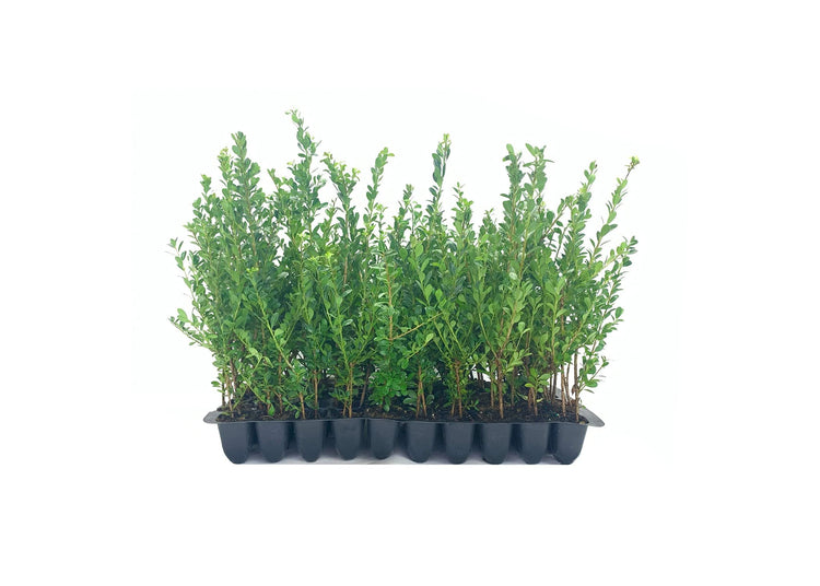 Ilex Compacta Crenata Japanese Holly | Live Plants | Low Maintenance Evergreen Foundation Shrub