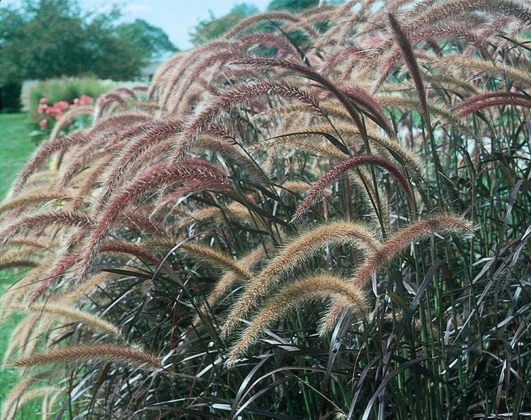 Red Fountain Grass I Large Gallon Size Plant I Pennisetum Setaceum Rubrum I Live Premium Quality, Ornamental Perennial Grass for Eye|Catching Landscaping, Gardens
