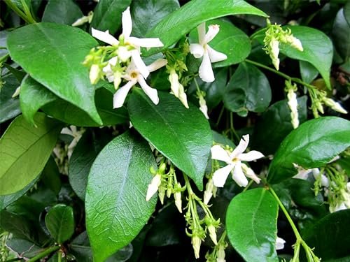 Confederate Jasmine Plants | Live 4 Inch Pots | Trachelospermum Jasminoides | Flowering Vine | Outdoor Garden