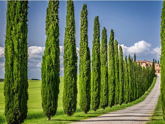 Italian Cypress Tree | Extra Large 3 Gallon Tree | Cupressus Sempervirens | Formal Elegant Mediterranean Style Plants