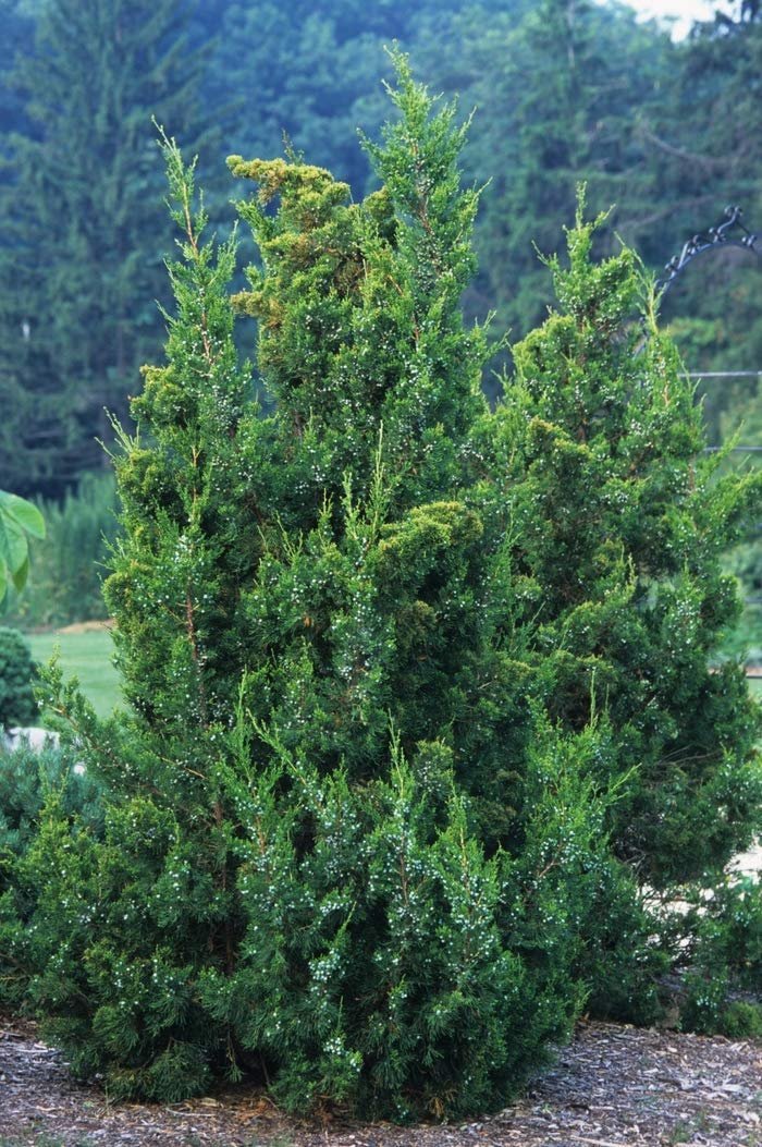Keteleeri Juniper | Live Trees | Juniperus Chinensis