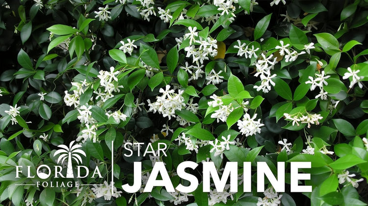 Star Jasmine | Extra Large 3 Gallon Plants | Trachelospermum Jasminoides | Fragrant Climbing Vine | Ideal for Trellises and Arbors
