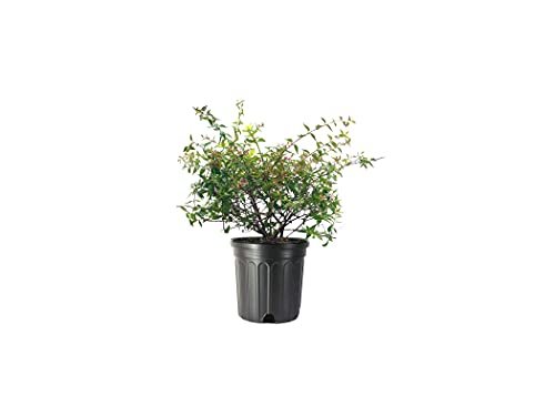 Abelia Grandiflora Edward Goucher | Large Gallon Size Plant | Flowering Butterfly Attracting Shrub