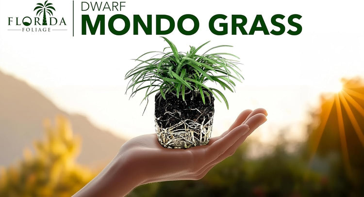 Dwarf Mondo Grass | Large 4 Inch Pots | Ophiopogon Japonicus Nanus | Live Evergreen Shade Loving Groundcover
