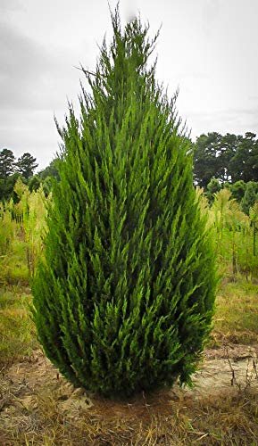 Spartan Juniper | Live Trees | Juniperus Chinensis