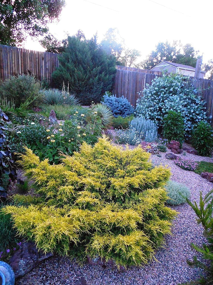 Juniper Saybrook Gold | Live Gallon Size Plants | Juniperus Chinensis | Cold Hardy Evergreen Groundcover