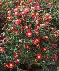 Camellia Sasanqua Yuletide I Extra Large 3 Gallon Plants I Red Flowering Bright Red Winter Blooms, Live Plant for Indoor & Outdoor Gardens