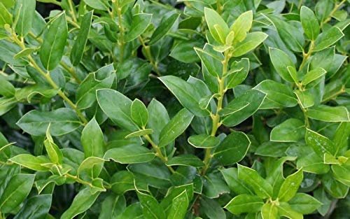 Needlepoint Chinese Holly | Ilex Cornuta | Live Quart Size Plant | Low Maintenance Screening Evergreen Hedge