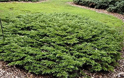 Monna Juniper Sierra Spreader | Live Gallon Size Plants | Juniperus Chinensis | Evergreen Cold Hardy Drought Tolerant Groundcover