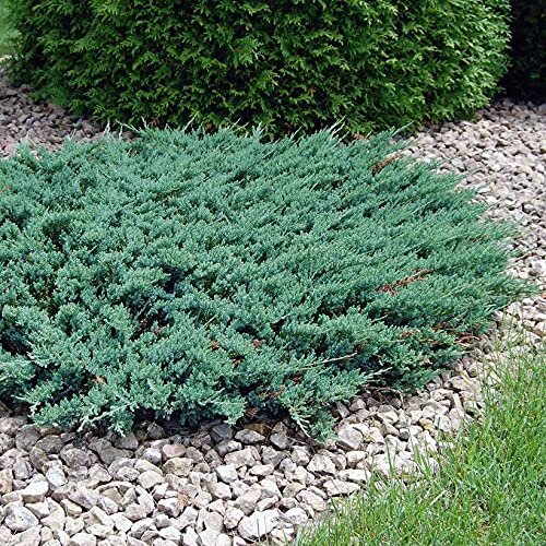 Juniper Blue Chip | Live Gallon Size Plants | Juniperus Horizontalis | Evergreen Cold Hardy Drought Tolerant Groundcover