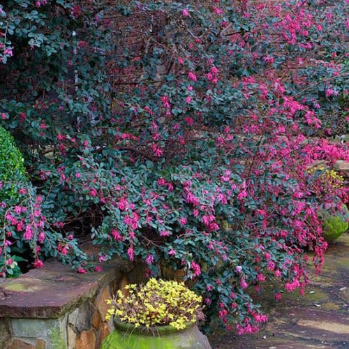 Loropetalum Ruby I Live Quart Size Plant I Chinese Fringe Flower I Vivid Red Leaves with Pink Blooms, Ideal for Hedges, Borders, and Decorative Plantings