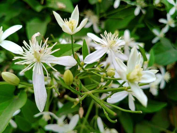 Night Blooming Jasmine | Extra Large 3 Gallon Plants | Cestrum nocturnum | Heavenly Scented Shrub | Ideal for Evening Gardens