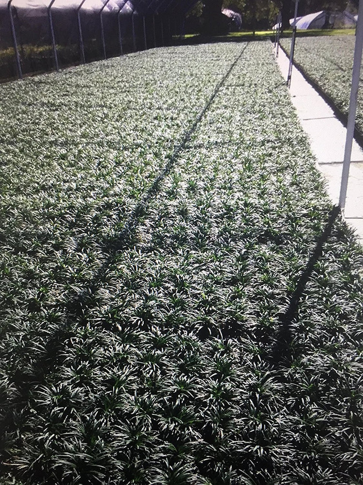 Dwarf Mondo Grass | 10 Live Plants | Shade Loving Evergreen Ground Cover Ophiopogon Japonicus Nanus