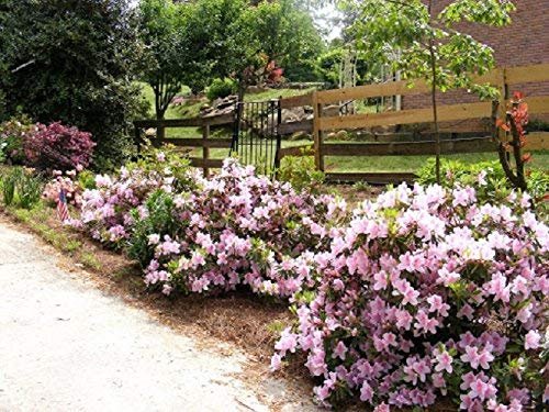 Azalea George Tabor | Live Plants | Light Orchid/White Flowering Rhododendron