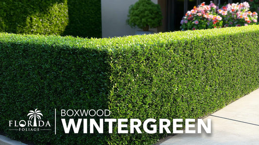 Winter Green Korean Boxwood | Live Plants | Buxus Microphylla | Fast Growing Cold Hardy Formal Evergreen Shrub