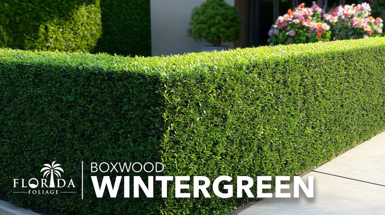 Winter Green Korean Boxwood | Live Plants | Buxus Microphylla | Fast Growing Cold Hardy Formal Evergreen Shrub