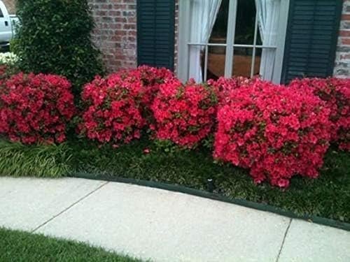 Red Ruffle Azalea | Live Seedlings | Rhododendron 'Red Ruffle' | Perfect for Colorful Vibrant Gardens | Hardy & Easy to Grow