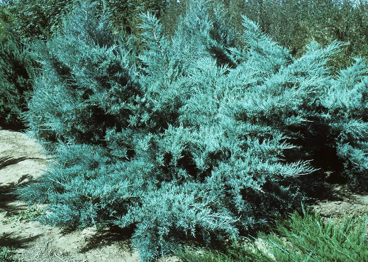 Blue Pfitzer Juniper | Live Gallon Size Plants | Juniperus Chinensis | Evergreen Cold Hardy Drought Tolerant Groundcover