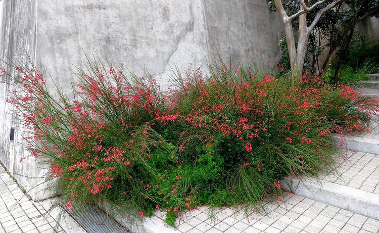 Firecracker Plant I Large Gallon Size Plants I Russelia Equisetiformis I Vibrant Red Tubular Flowers, Hummingbird Attracting, Heat|Tolerant, Perfect for Borders and Containers