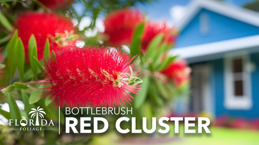 Bottlebrush Red Cluster Tree I Live Plants I Callistemon Citrinus Red Cluster I Vibrant Red Blooms, Fast|Growing, Drought|Tolerant Outdoor Plant, Ideal for Gardens