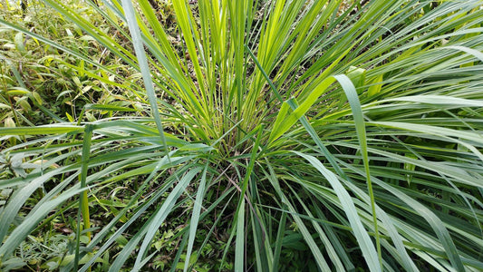 Cymbopogon Nardus Citronella Grass | Live Plants | Perfect for Outdoor Gardens and Patio Decor, Easy|to|Grow Aromatic Plant