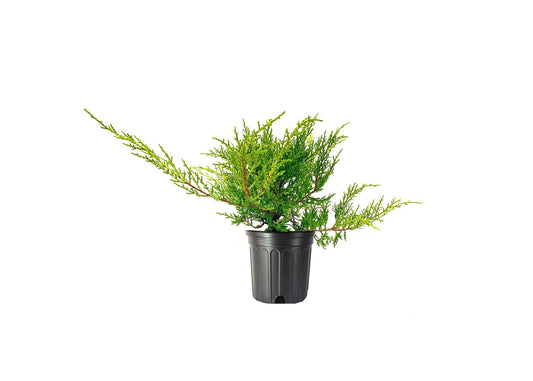 Juniper Kallay | Live Gallon Size Plant | Juniperus Chinensis | Drought Tolerant Cold Hardy Evergreen Groundcover