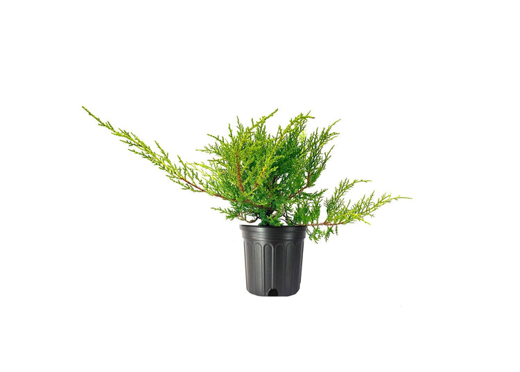 Juniper Kallay | Live Gallon Size Plant | Juniperus Chinensis | Drought Tolerant Cold Hardy Evergreen Groundcover