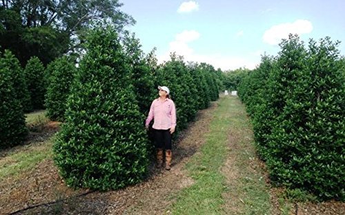 Nellie R. Stevens Holly | 15 Live Plants | Evergreen Privacy Hedge
