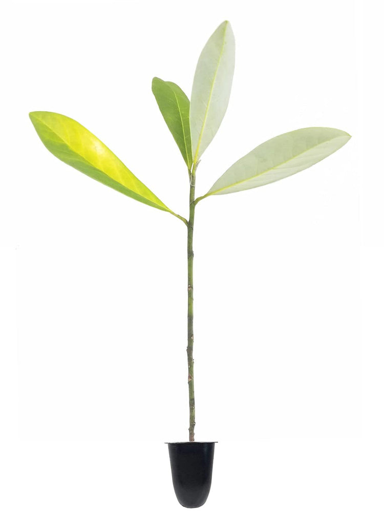 Sweet Bay Magnolia Tree | Magnolia Virginiana | 40 Live Plants | Beautiful Ornamental Specimen